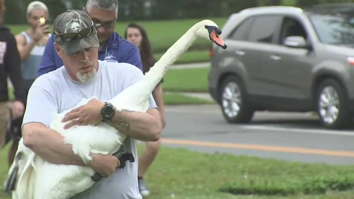 Swans rounded up for yearly exams
